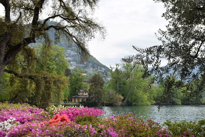 Scenic view of lake by trees against sky