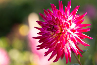 Close-up of pink flowering plant