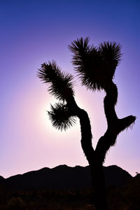 Low angle view of joshua tree against sky during sunset