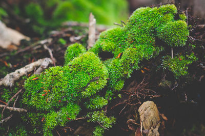 High angle view of plant growing on field