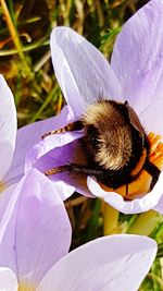 Close-up of honey bee on purple crocus