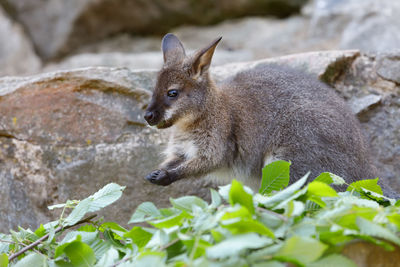 Close-up of a rabbit on rock