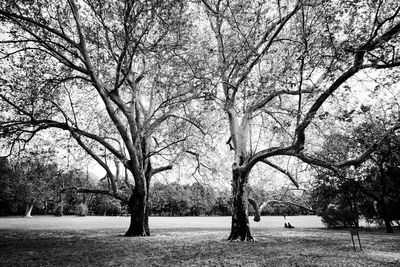 Bare trees in park