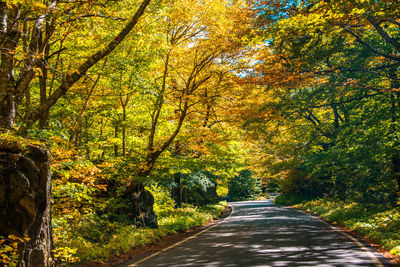 Road amidst trees in forest during autumn