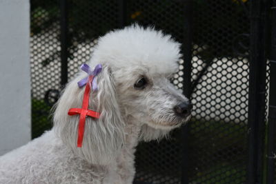 Close-up of dog
