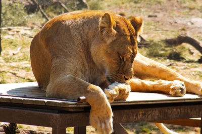 Lioness looking away