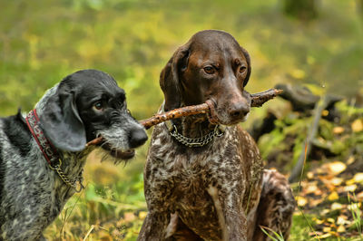 Black dog looking away on field