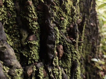 Close-up of moss growing on tree trunk