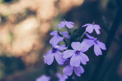 Close-up of purple flowering plant