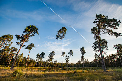 Scenic view of pine trees against sky