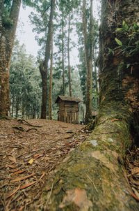 Surface level of trees in forest