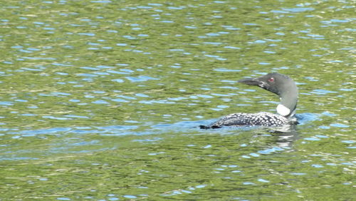 View of birds in water