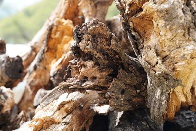 Close-up of damaged tree trunk