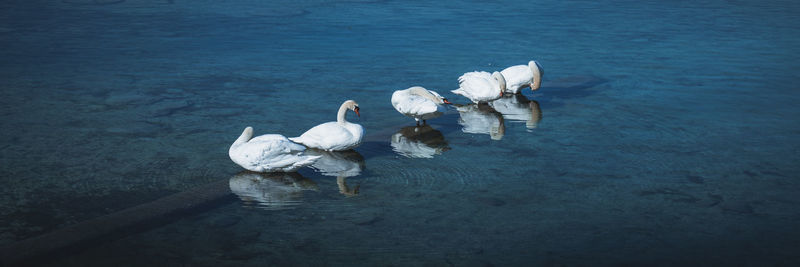 Swans in lake