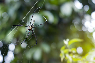 Close-up of spider on web