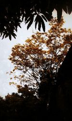 Low angle view of trees against sky