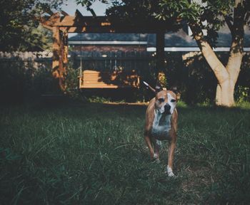 Boxer running on grassy field