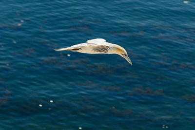 Seagull flying over sea