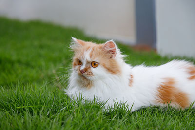 Portrait of a cat on field