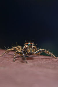 Close-up of spider