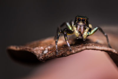 A colorful jumping spider on brown leaf and have multicolored in body and nature blurred background.