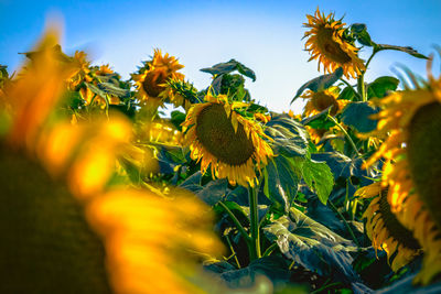 Close-up of yellow flowering plant against sky