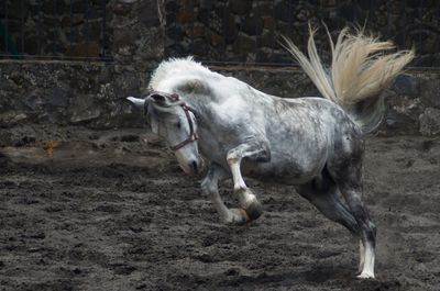 Horse standing in a field