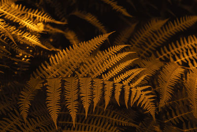 Autumn ferns leaves background in sunlight. dark yellow foliage natural floral pattern
