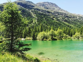 Scenic view of lake by trees in forest