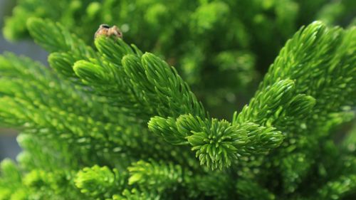 Close-up of green leaves on branch