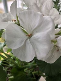 Close-up of white flowering plant