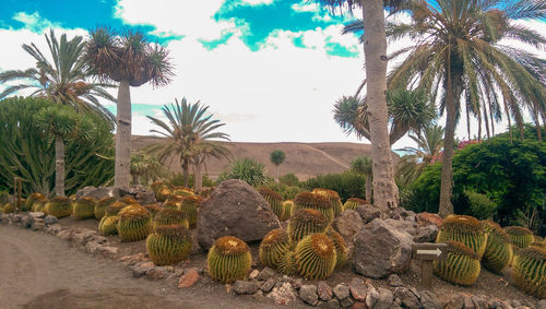 Palm trees on field against sky