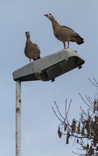 Low angle view of birds perching on tree against sky