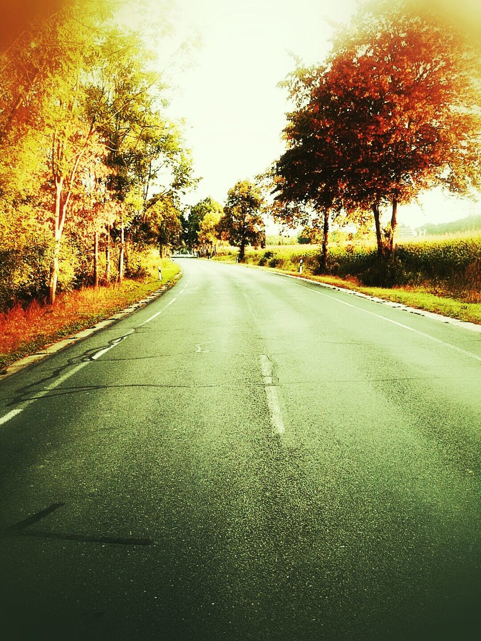 EMPTY COUNTRY ROAD ALONG TREES