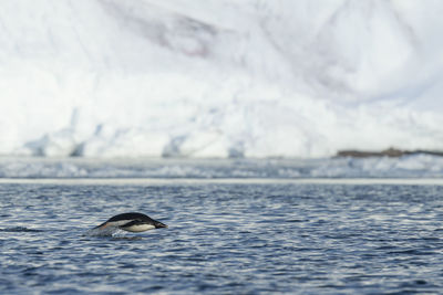 View of duck swimming in sea