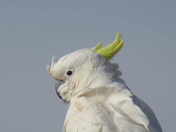 Close-up of a bird against clear sky