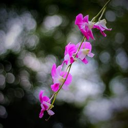 Close-up of pink flower