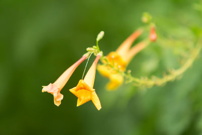 Close-up of yellow flower blooming outdoors