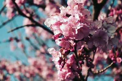 Close-up of pink flowers on branch