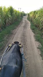 View of horse on road amidst field