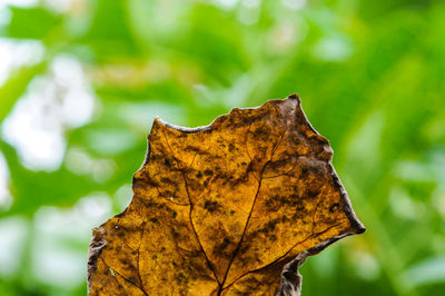 Close-up of dried autumn leaf