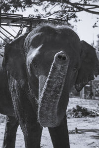 Close-up of elephant