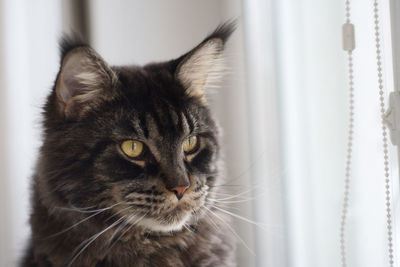 Close-up portrait of a cat at home