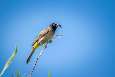 Low angle view of bird perching against clear blue sky