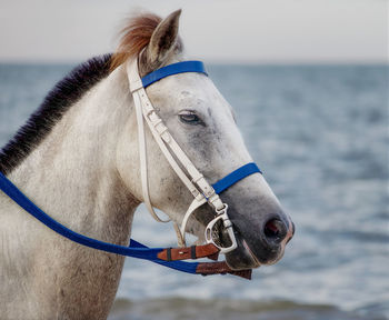 Close-up of a horse