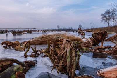 Frozen roots in a pond