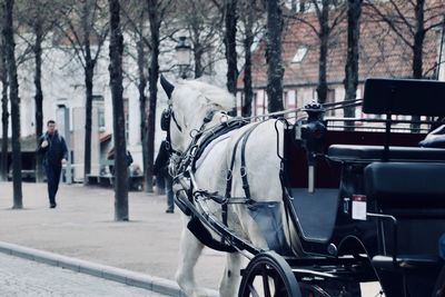 View of horse cart in city