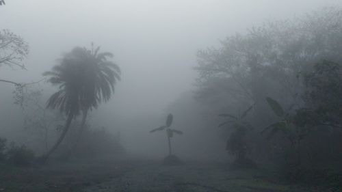 Trees in foggy weather