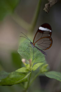 Close-up of butterfly on leaf