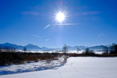 Scenic view of trees against blue sky